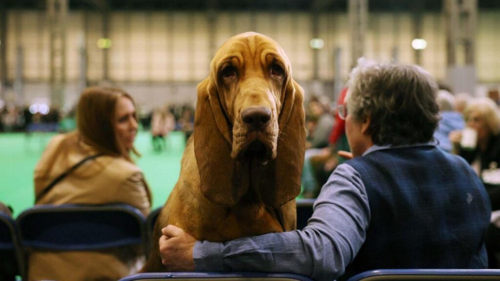 A bloodhound sits with its owner on day one of the Crufts Dog Show. The dog stares into the camera while a man with his back to us has his arm, in a blue shirt, in front of the dog.