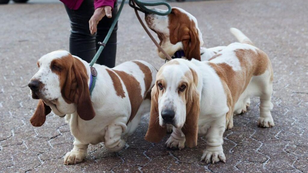 Basset Hounds arrive on the first day. They are on all fours, two looking towards the camera, with white and brown fur.