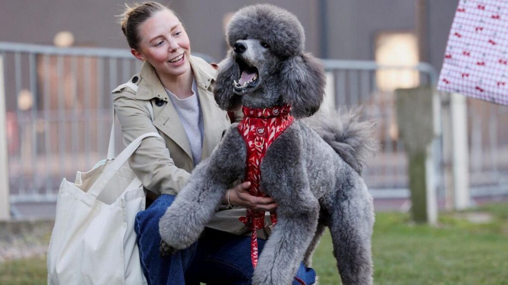 A standard poodle is seen on the first day next to a woman. The poodle has puffy grey fur and a red harness on as the woman crouches next to them, smiling. The woman has blonde hair pulled back, a beige jacket over a white top with blue trousers and a white bag on one arm.