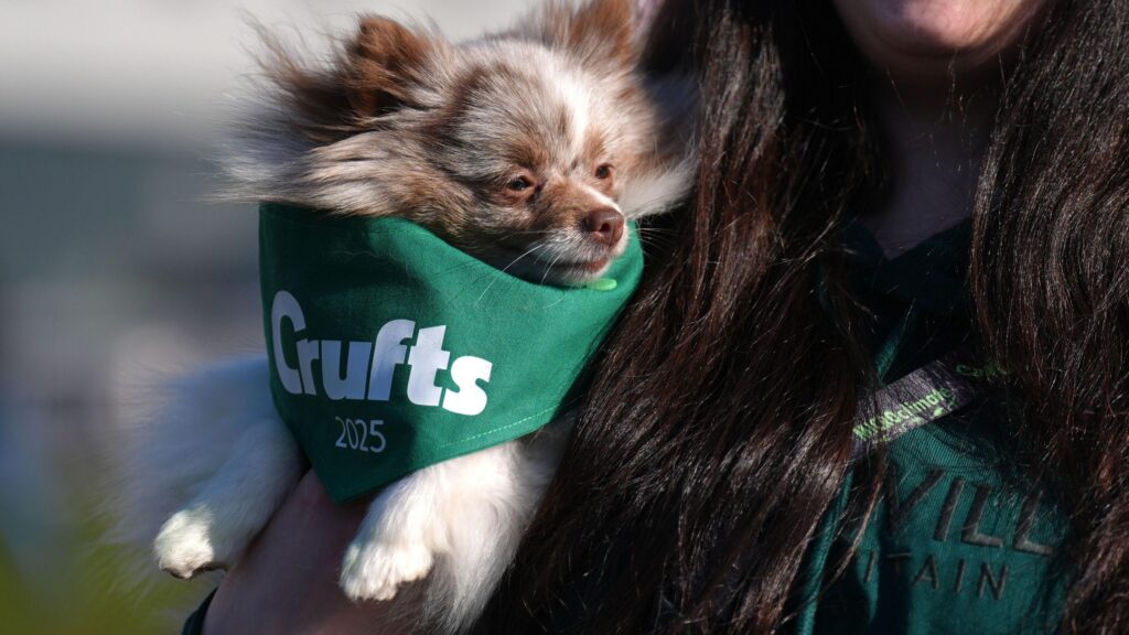 Amber, who is a Pomeranian arrives with her owner on the first day. She is being held in a woman's left hand and we only see the woman's black hair. The dog has white and brown fur with a green bid on which says "Crufts 2025".