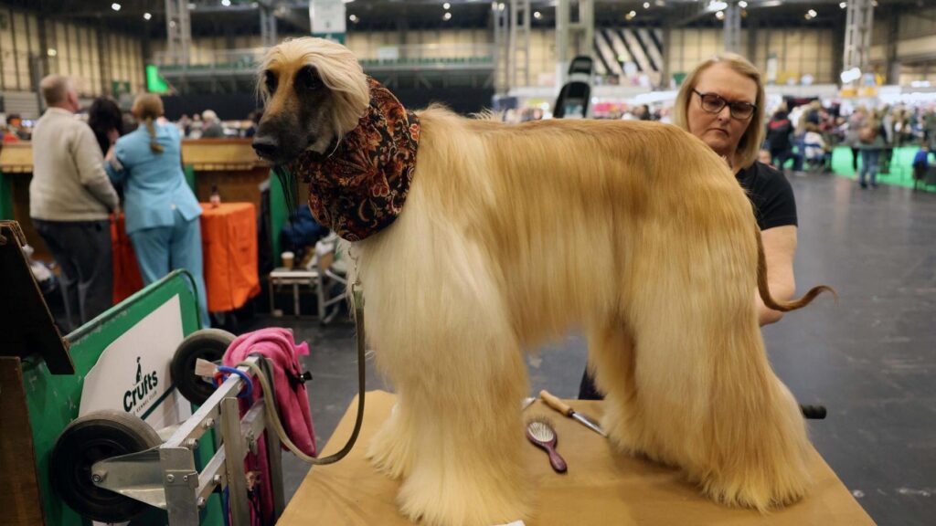 An Afghan is groomed by its handler. The dog has long, brown to blonde fur and a dark furred nose. They wear a light scarf around their neck and stand on a table. Behind them, a woman looks quizzically at them. They are within the Crufts building with other people milling around in the background.