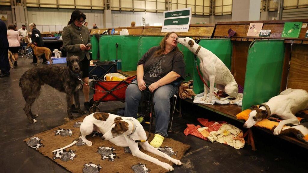 Greyhounds rest on day one of the Crufts Dog Show, at the NEC in Birmingham. The dogs have white fur with brown patches and one dog sits on its haunches on a bench with its muzzle in a woman's face.